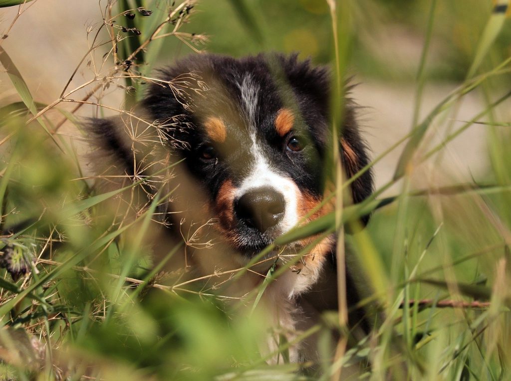 bernese mountain dog, dog, puppy